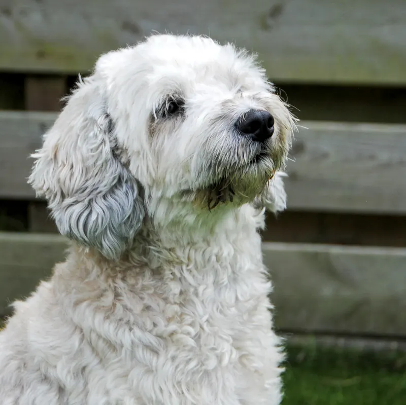 Caela, witte labradoodle