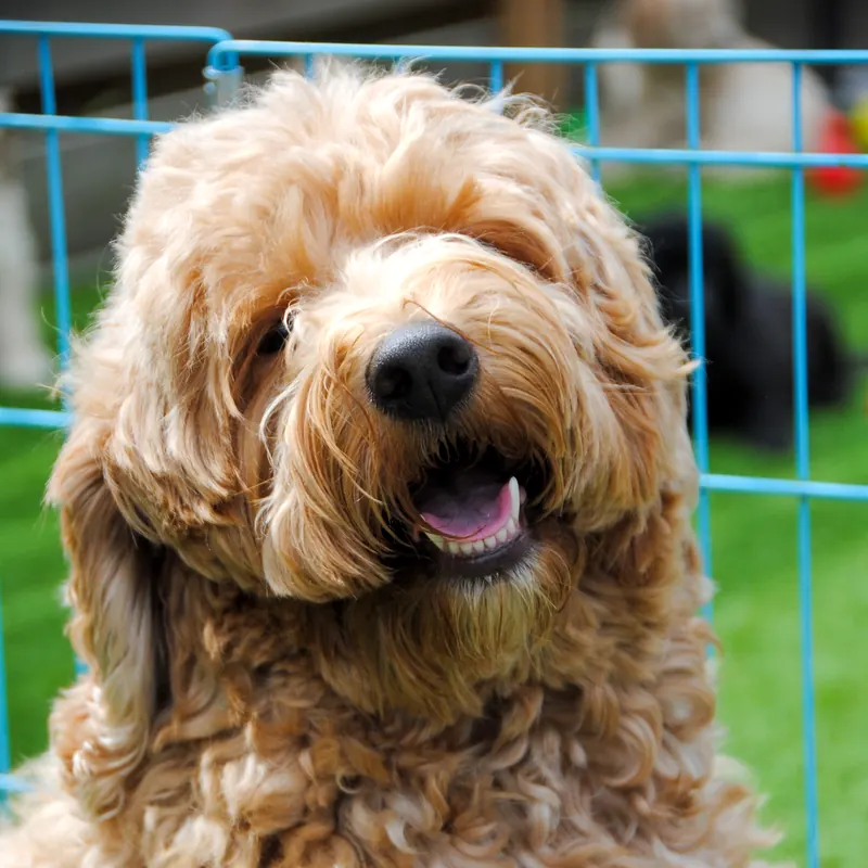 Haley, abrikoos/rode fleece labradoodle