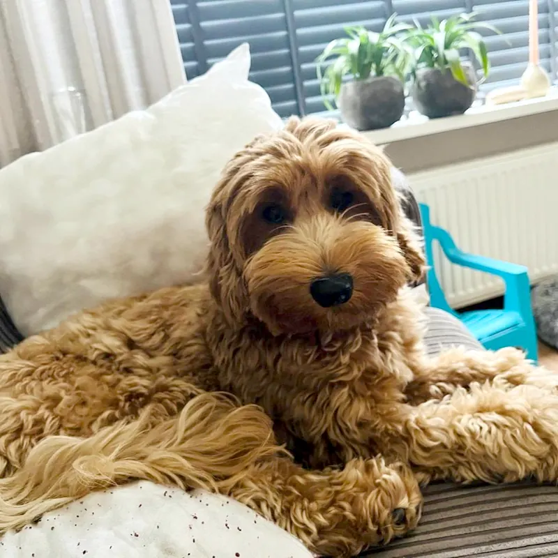 Meau, rode fleece labradoodle