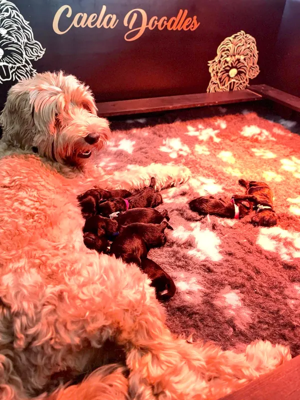 Moederhond met haar pasgeboren pups in de werpkist