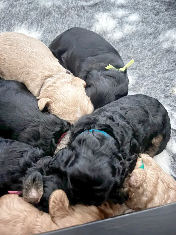 Pups liggen dicht tegen elkaar aan in de werpkist