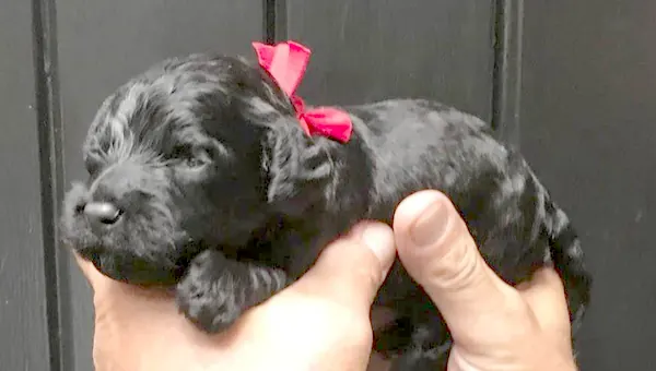 Zwarte pup met een rood lintje in twee handen
