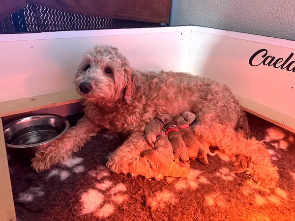 Moederhond Tess met haar pups in de werpkist